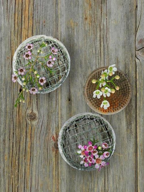 ASSORTED WAXFLOWER